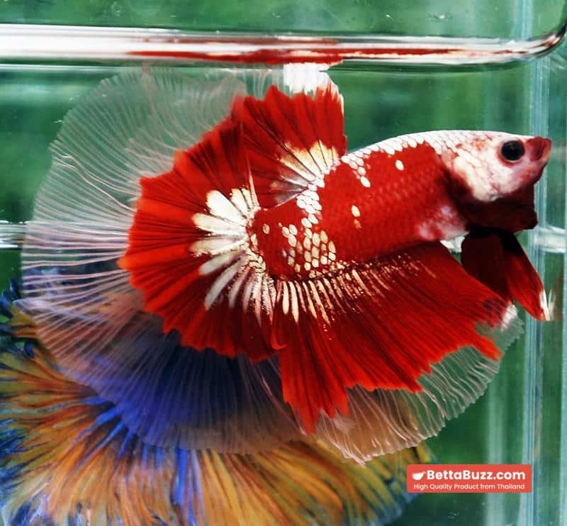 Ultra rare Betta fish OHM King Red Gold Galaxy Butterfly (First one in the world) - Image 4