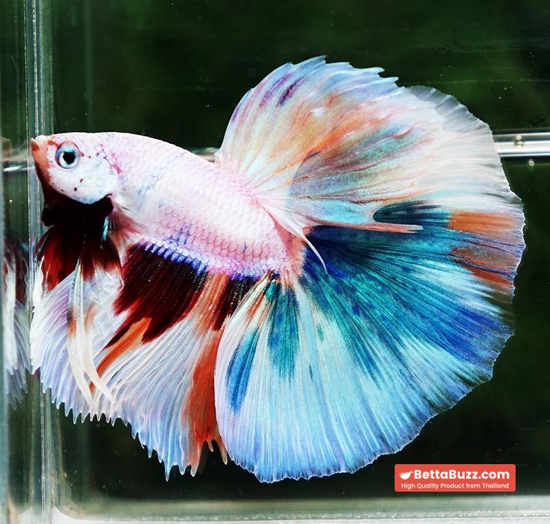 Betta fish OHM Rainbow Candy Marble - Image 5