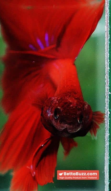 Betta fish HM Big Super Red - Image 7