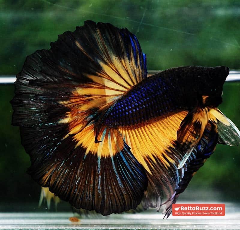 Betta fish Big Black Pumpkin Butterfly OHM - Image 6