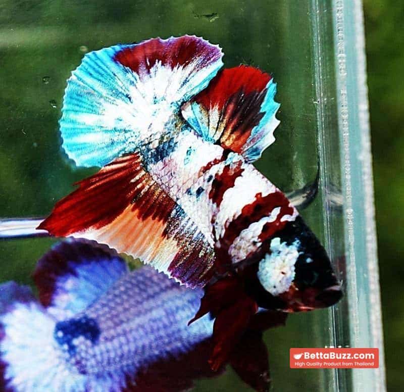 Betta fish PK Multicolor Candy Nemo - Image 5