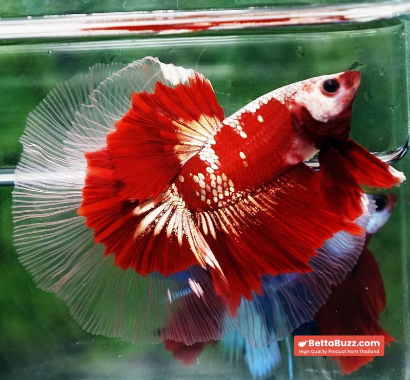 Ultra rare Betta fish OHM King Red Gold Galaxy Butterfly (First one in the world)
