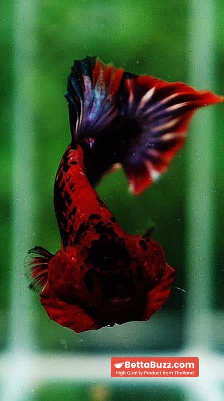 Betta fish HMPK Fancy Hell Boy - Image 7