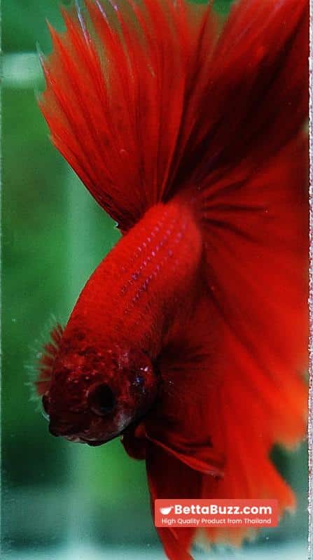 Betta fish HM Big Super Red - Image 8