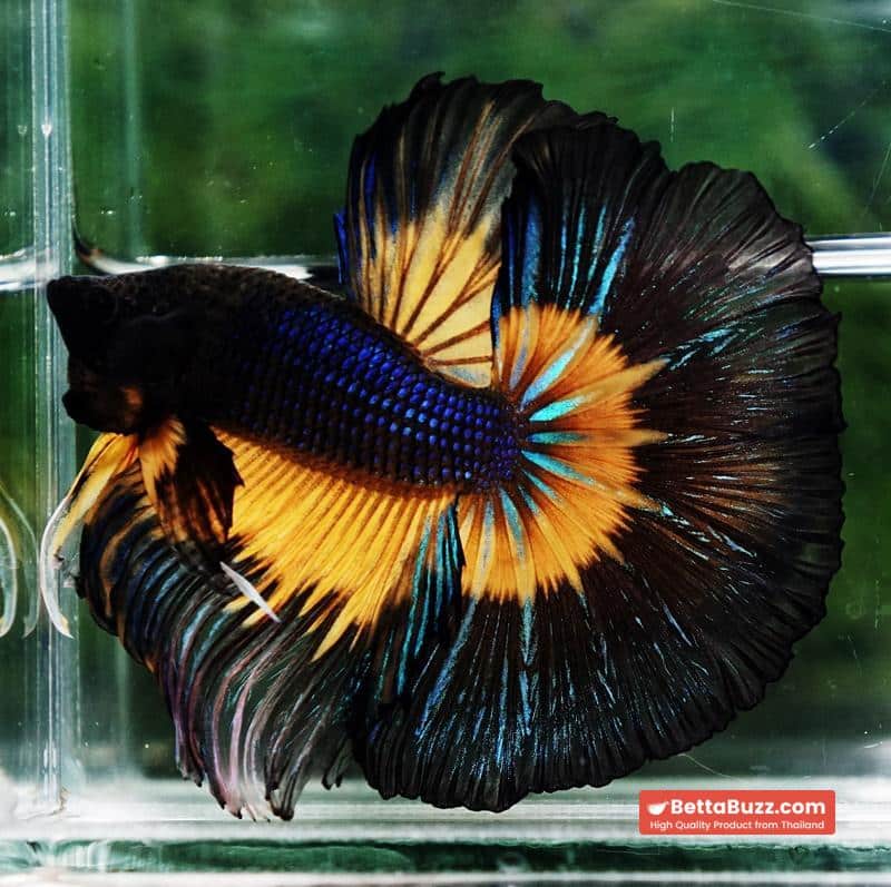Betta fish Big Black Pumpkin Butterfly OHM - Image 3