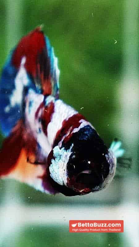 Betta fish PK Multicolor Candy Nemo - Image 7