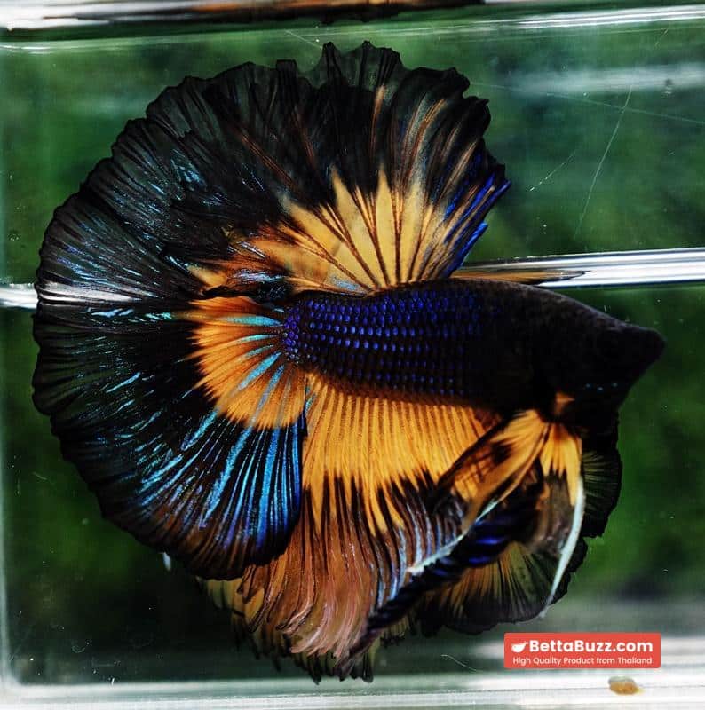 Betta fish Big Black Pumpkin Butterfly OHM - Image 4