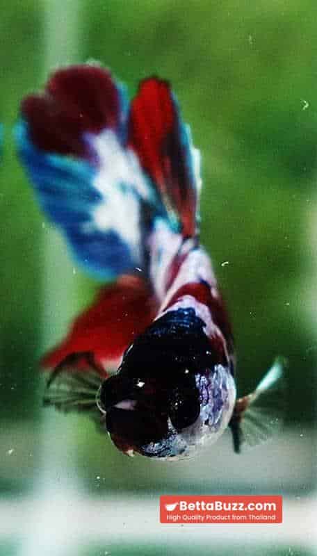 Betta fish PK Multicolor Candy Nemo - Image 8