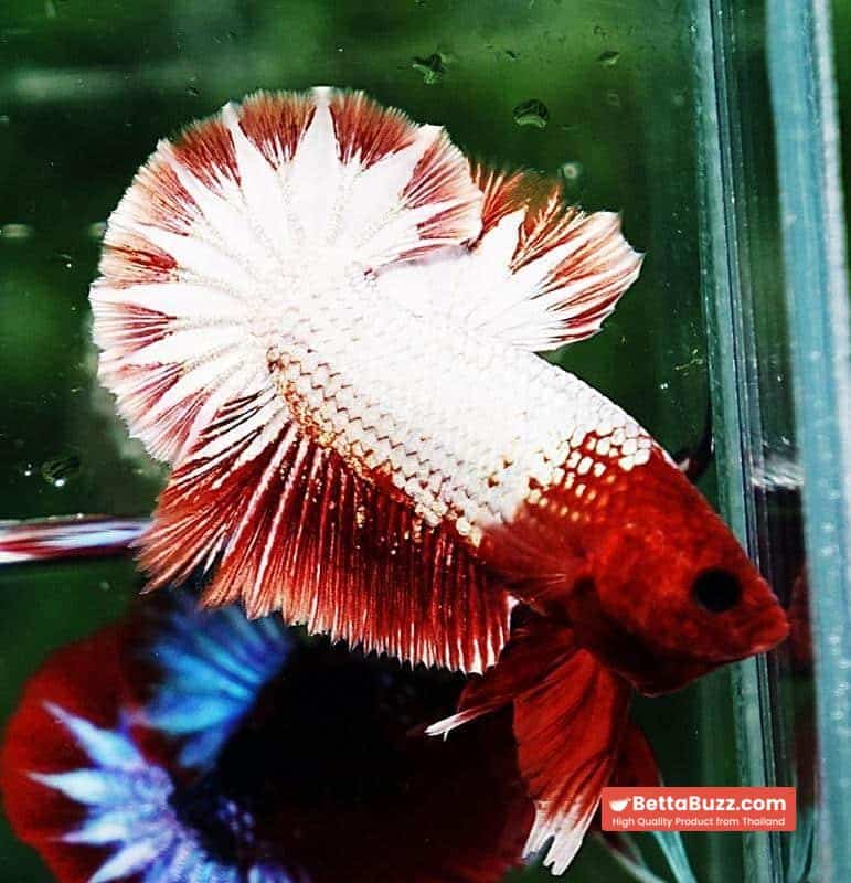 Betta fish OHMPK Fancy Copper Red Ring - Image 5