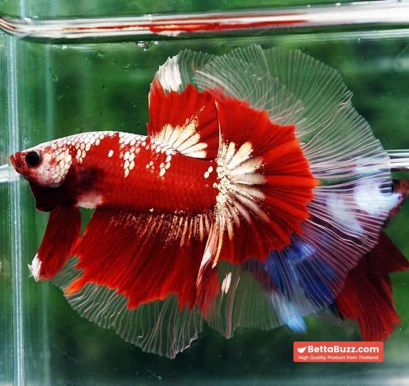 Ultra rare Betta fish OHM King Red Gold Galaxy Butterfly (First one in the world) - Image 5