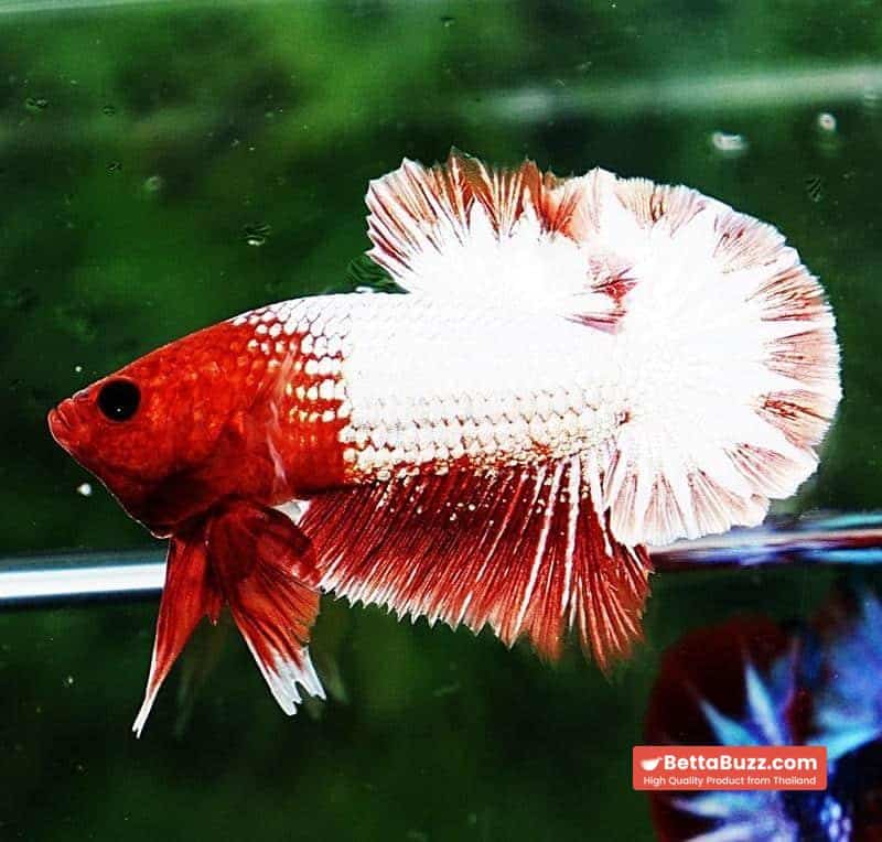 Betta fish OHMPK Fancy Copper Red Ring - Image 6