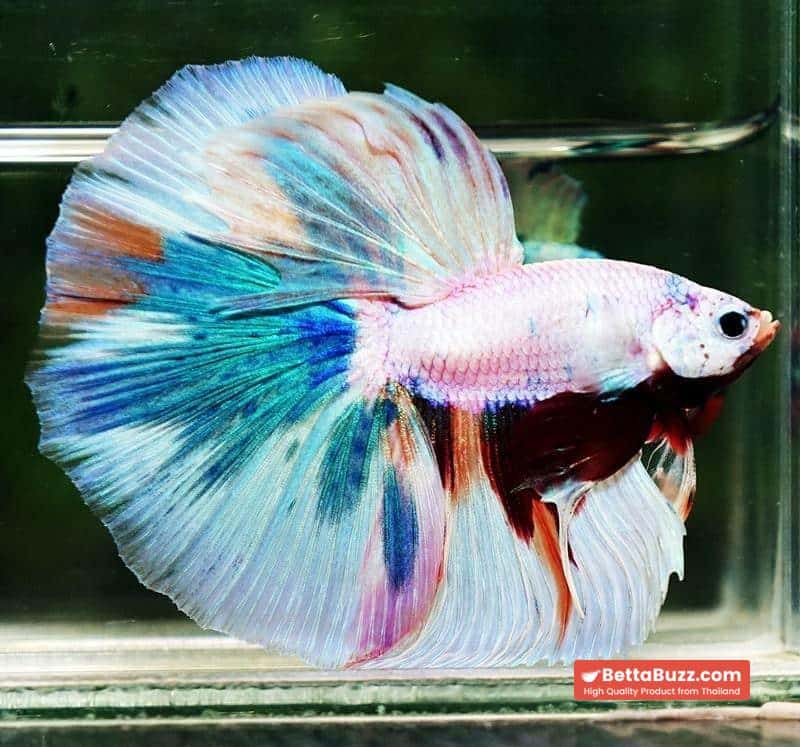 Betta fish OHM Rainbow Candy Marble - Image 3
