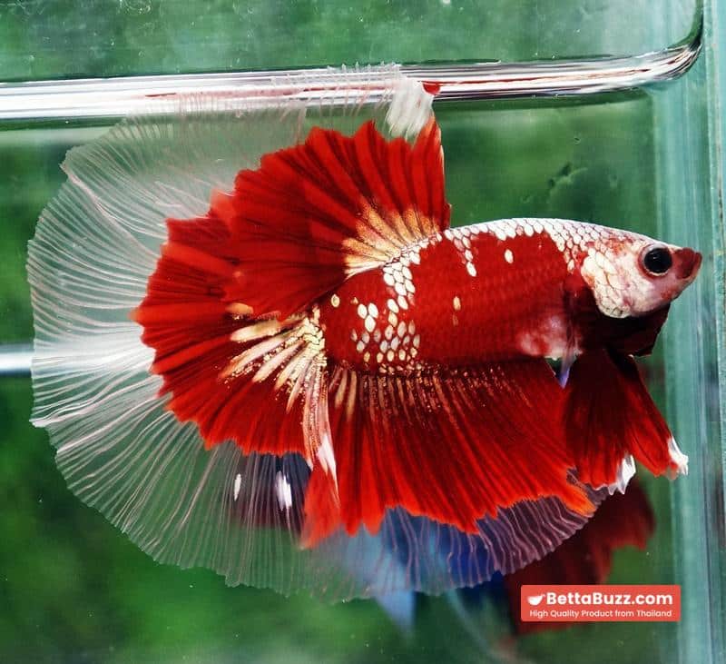 Ultra rare Betta fish OHM King Red Gold Galaxy Butterfly (First one in the world) - Image 6