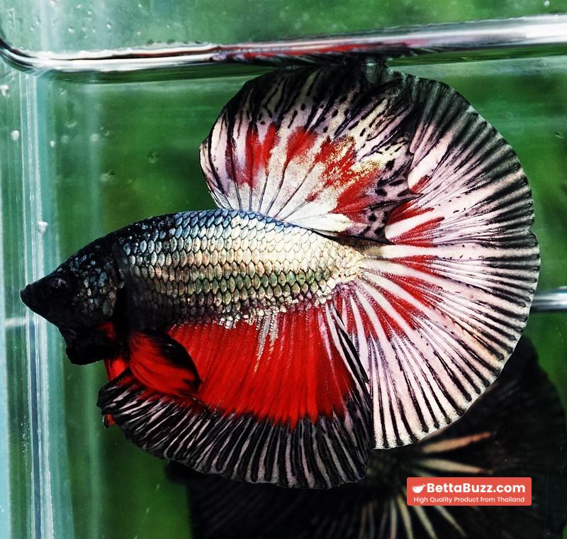 Betta fish HM Hell Copper Butterfly - Image 4