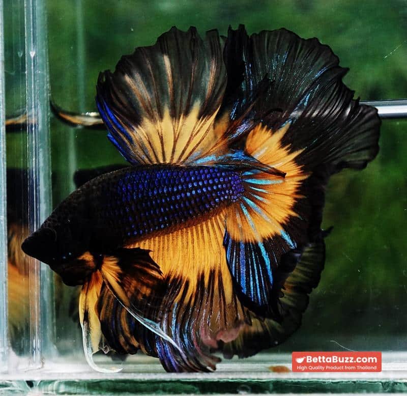 Betta fish Big Black Pumpkin Butterfly OHM - Image 5