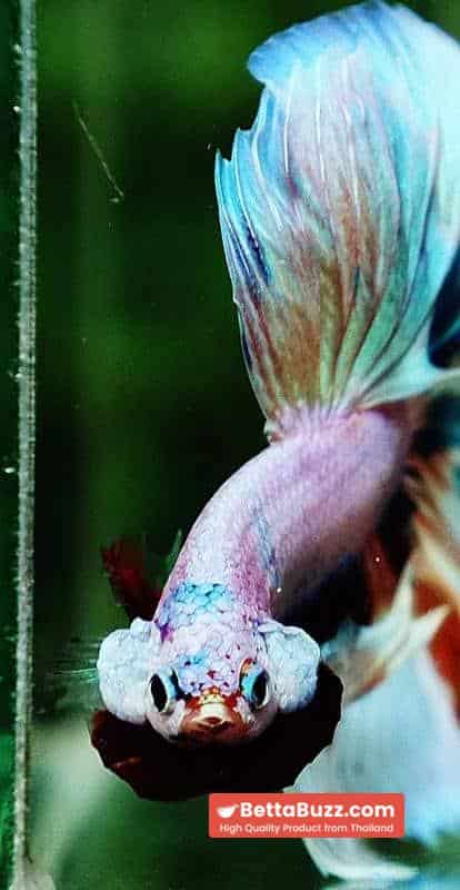 Betta fish OHM Rainbow Candy Marble - Image 6