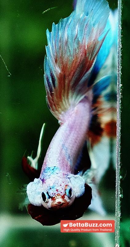 Betta fish OHM Rainbow Candy Marble - Image 7