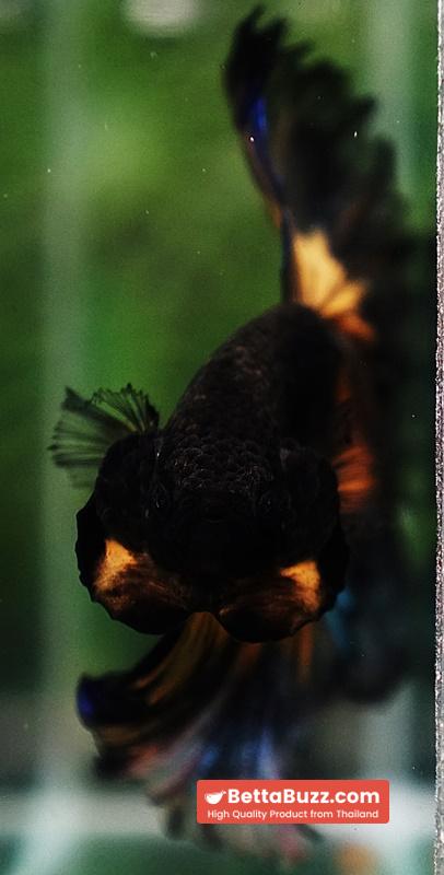 Betta fish Big Black Pumpkin Butterfly OHM - Image 7