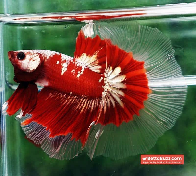 Ultra rare Betta fish OHM King Red Gold Galaxy Butterfly (First one in the world) - Image 3