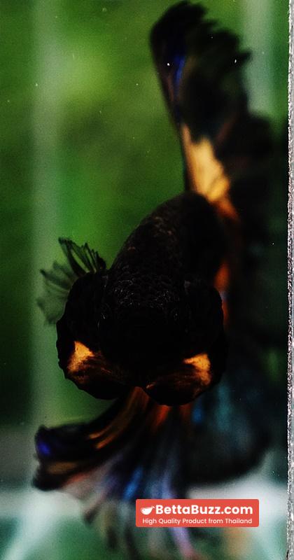Betta fish Big Black Pumpkin Butterfly OHM - Image 8
