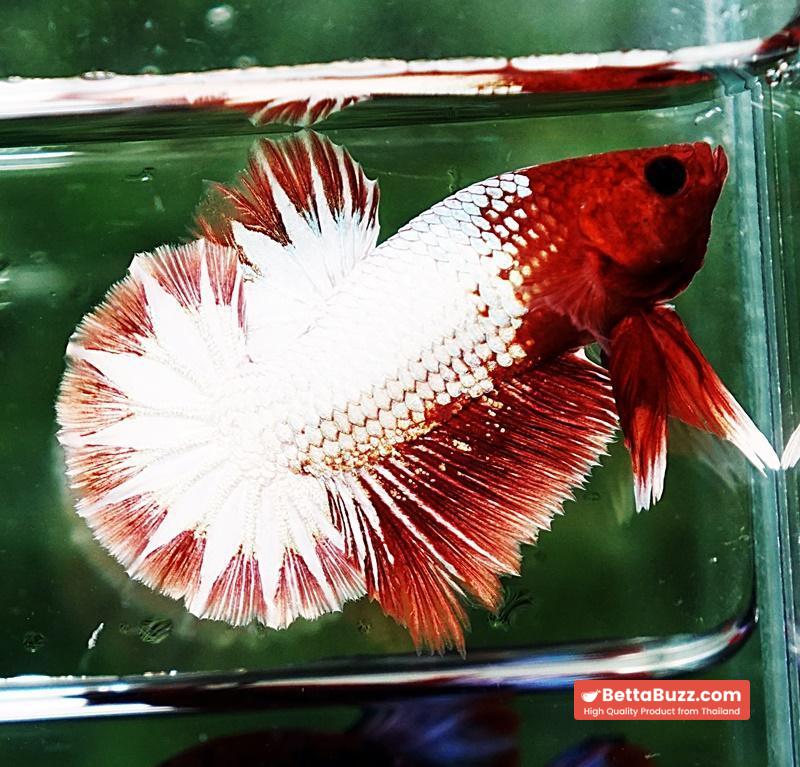 Betta fish OHMPK Fancy Copper Red Ring - Image 2