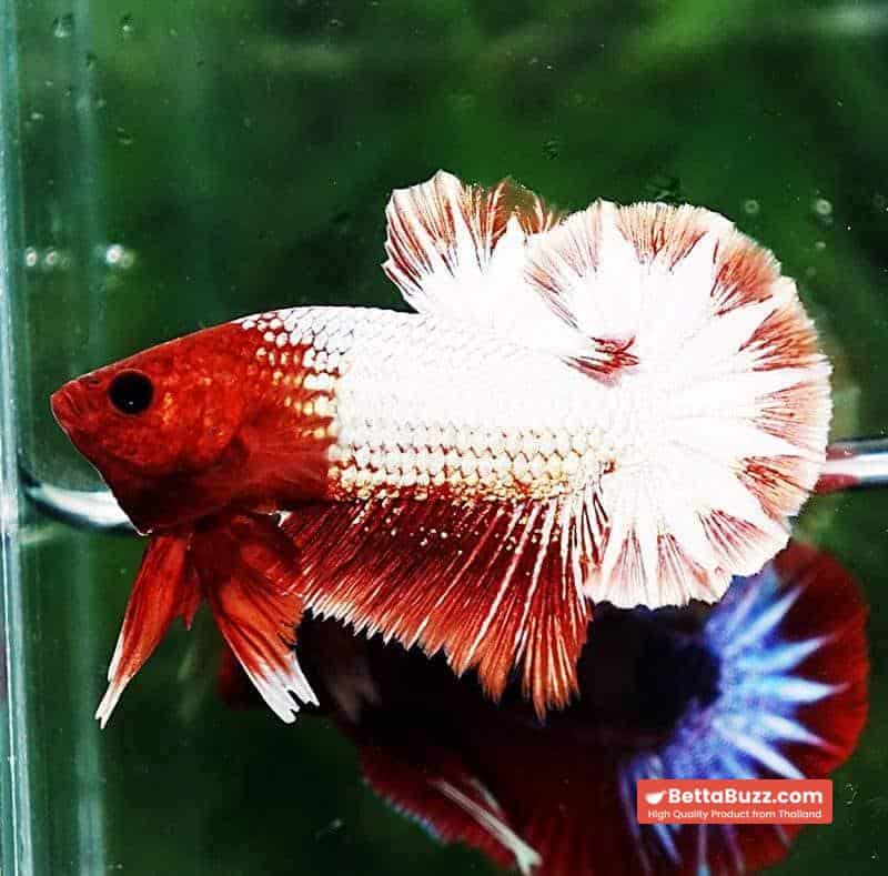 Betta fish OHMPK Fancy Copper Red Ring - Image 4