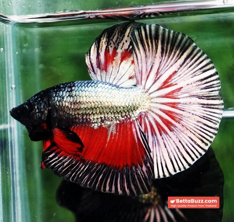 Betta fish HM Hell Copper Butterfly - Image 2