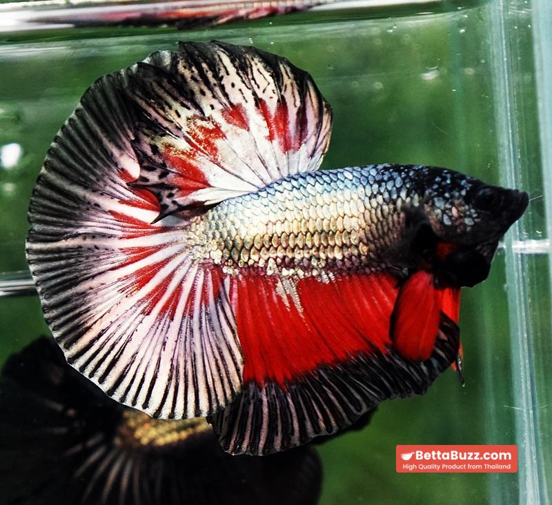 Betta fish HM Hell Copper Butterfly - Image 3