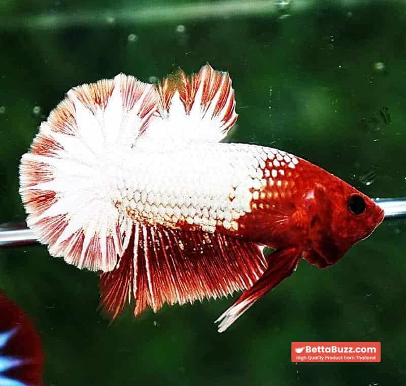 Betta fish OHMPK Fancy Copper Red Ring - Image 3
