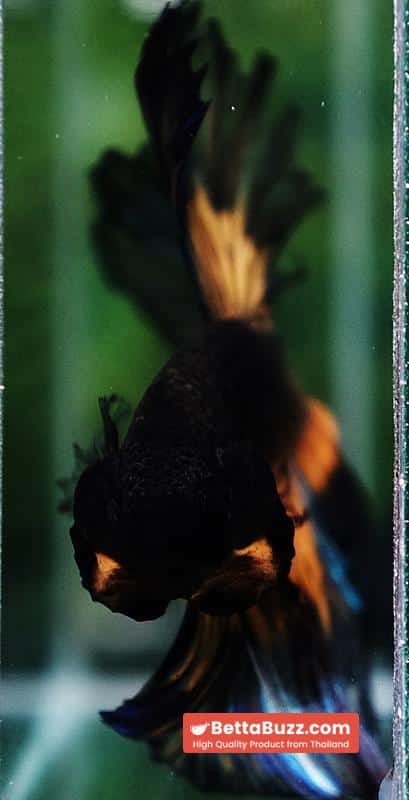 Betta fish Big Black Pumpkin Butterfly OHM - Image 9