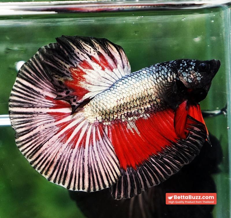 Betta fish HM Hell Copper Butterfly - Image 5