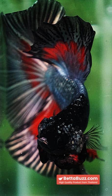 Betta fish HM Hell Copper Butterfly - Image 6