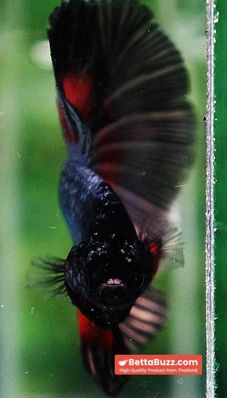 Betta fish HM Hell Copper Butterfly - Image 7