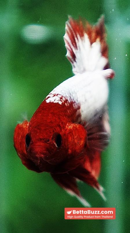 Betta fish OHMPK Fancy Copper Red Ring - Image 7