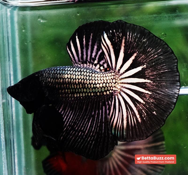Betta fish OHM Black Copper Dragon - Image 2