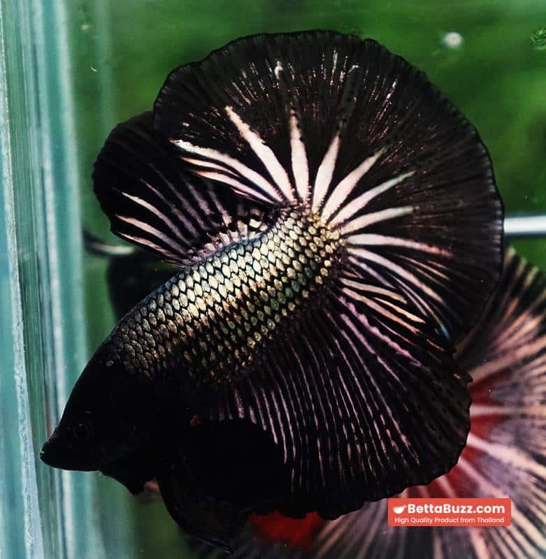 Betta fish OHM Black Copper Dragon - Image 4