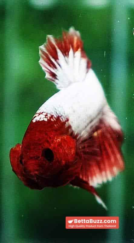 Betta fish OHMPK Fancy Copper Red Ring - Image 8