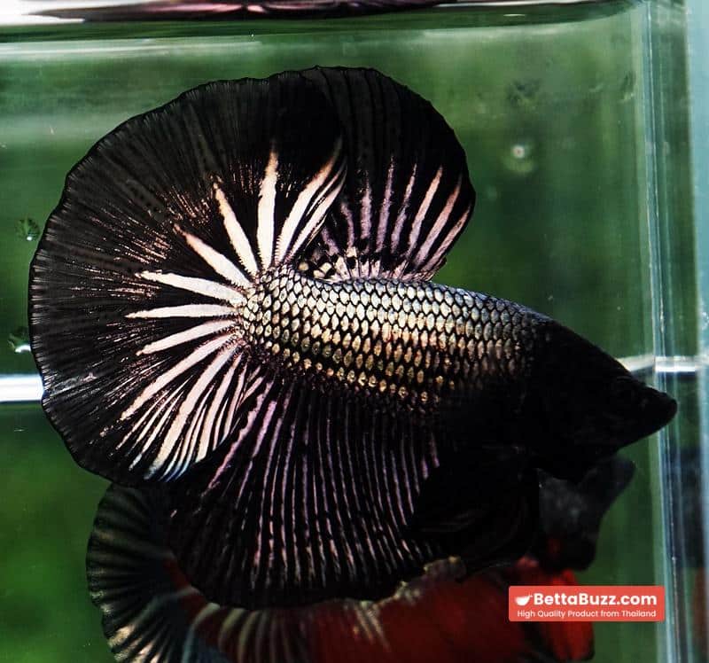 Betta fish OHM Black Copper Dragon - Image 3