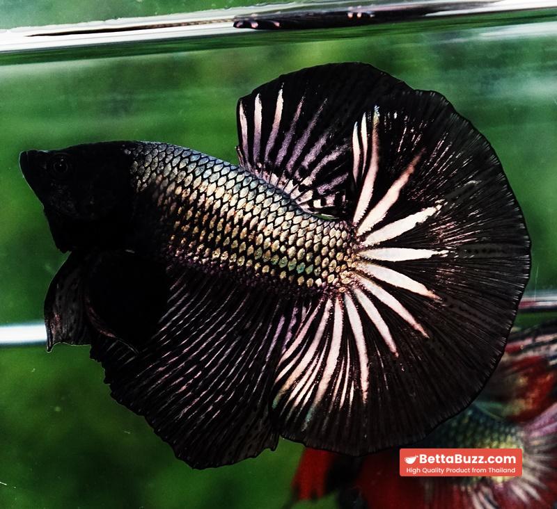 Betta fish OHM Black Copper Dragon - Image 6