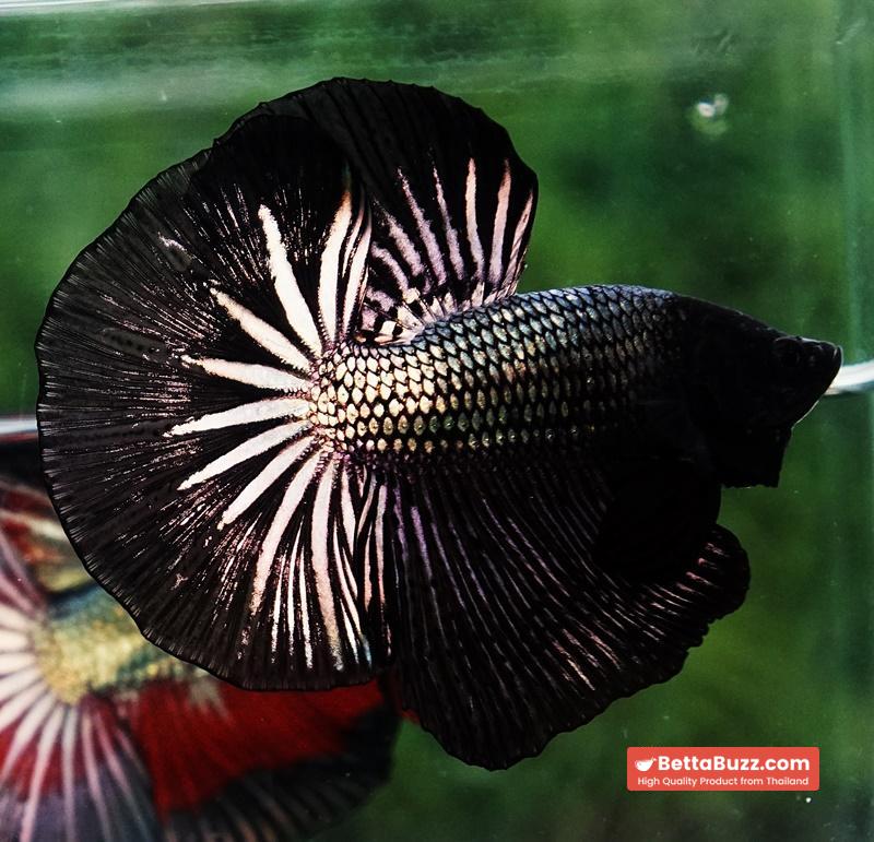 Betta fish OHM Black Copper Dragon - Image 5