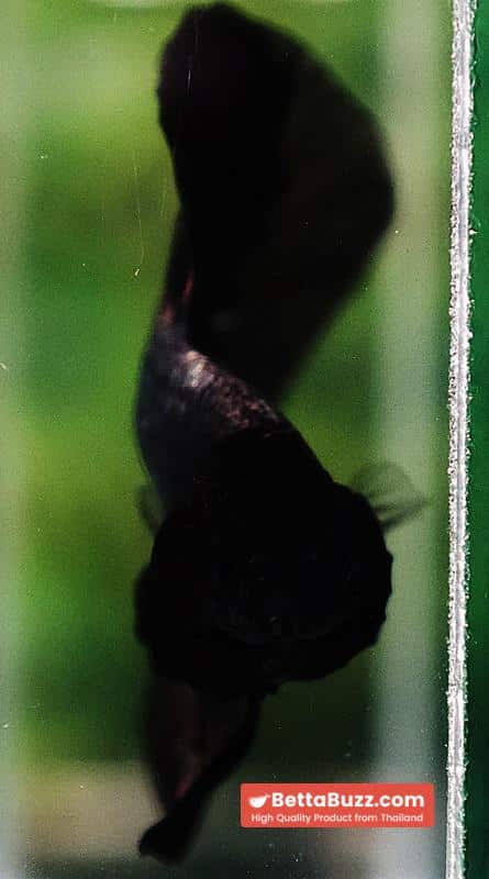 Betta fish OHM Black Copper Dragon - Image 8
