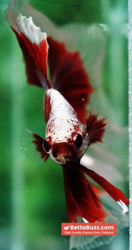 Ultra rare Betta fish OHM King Red Gold Galaxy Butterfly (First one in the world) - Image 8