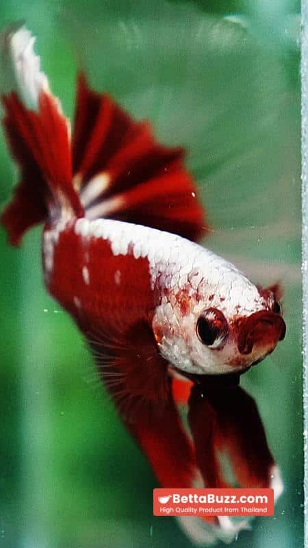 Ultra rare Betta fish OHM King Red Gold Galaxy Butterfly (First one in the world) - Image 9