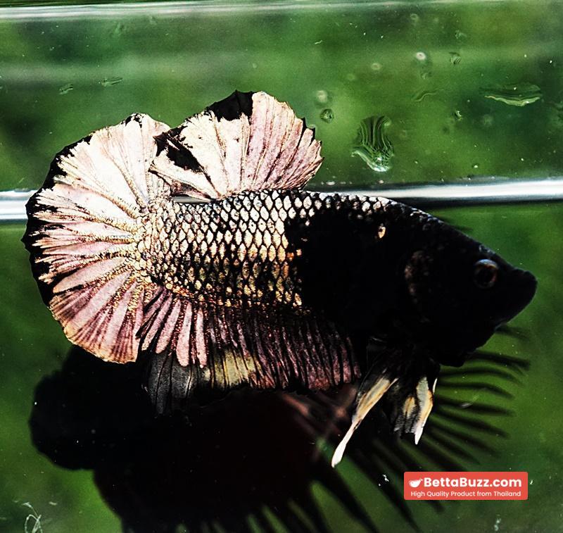 Betta fish HMPK Black Mermaid Copper (Rare) - Image 4