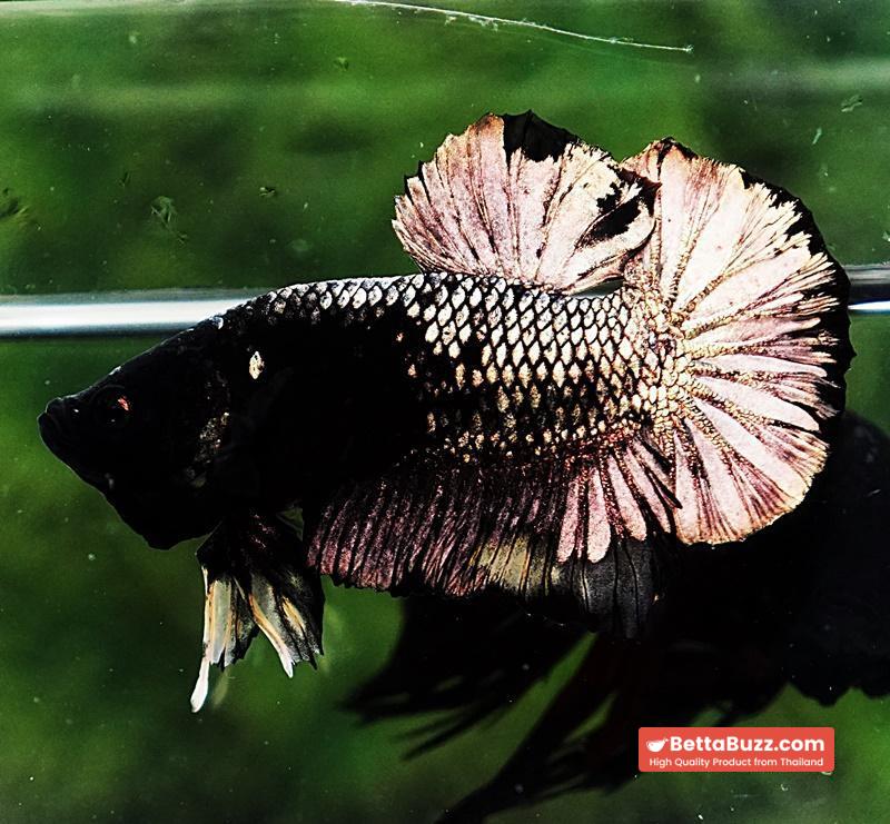 Betta fish HMPK Black Mermaid Copper (Rare) - Image 5