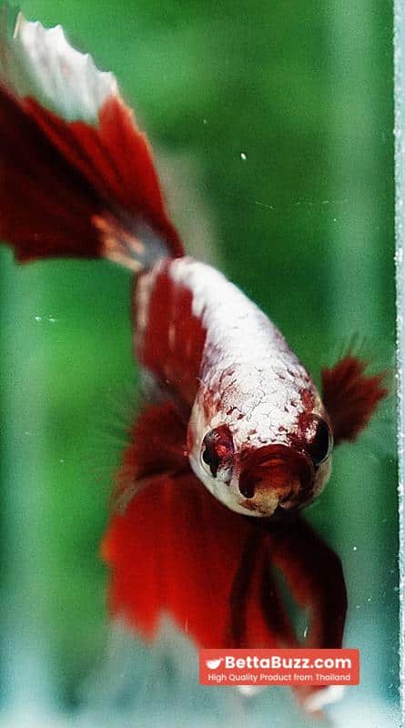 Ultra rare Betta fish OHM King Red Gold Galaxy Butterfly (First one in the world) - Image 10