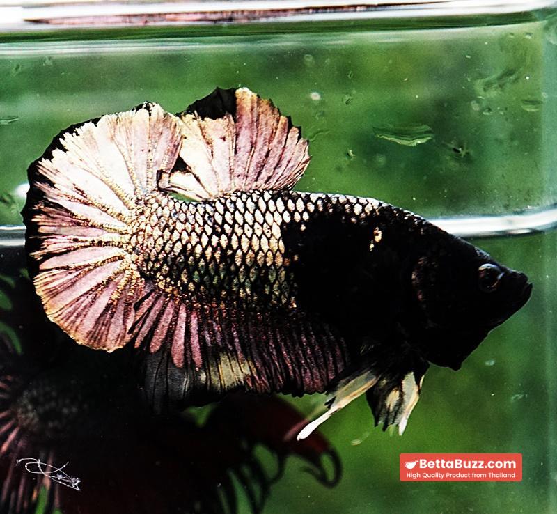 Betta fish HMPK Black Mermaid Copper (Rare) - Image 6