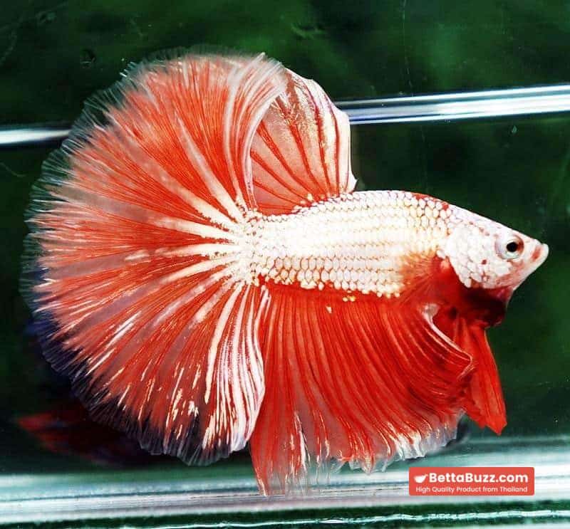 Betta fish OHM Sunshine Dragon - Image 4
