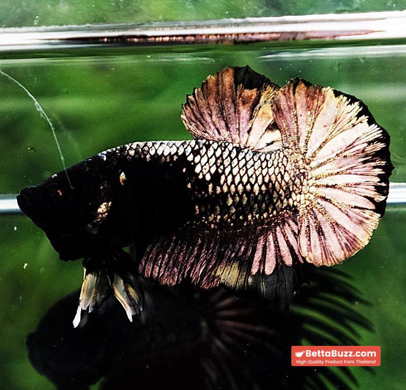 Betta fish HMPK Black Mermaid Copper (Rare) - Image 3