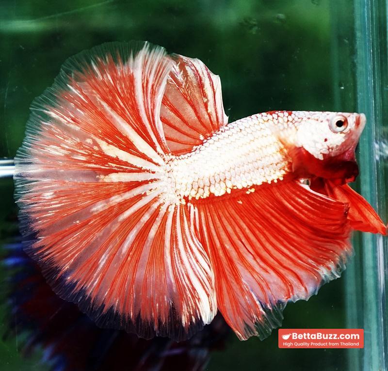 Betta fish OHM Sunshine Dragon - Image 2